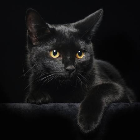 gatto, animale Svetlana Petrova - Dreamstime