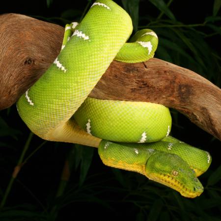 serpente, selvatico, fauna, ramo, verde Johnbell - Dreamstime