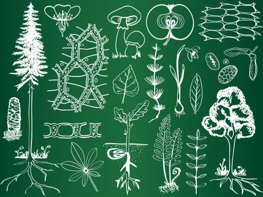 verde, disegno, disegni, albero, alberi, foglie, funghi, mela, frutta Kytalpa