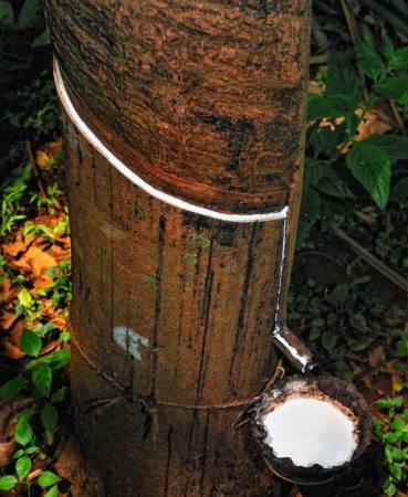 di legno, albero, latte Anatoli Styf - Dreamstime