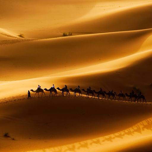 sabbia, deserto, i cammelli, la natura Rcaucino