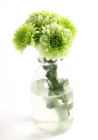 pianta, fiore, verde, acqua, tubo, vaso Kerstin Aust - Dreamstime