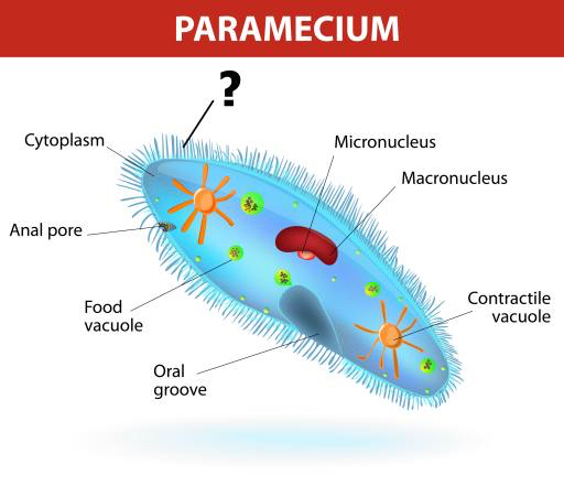 paramecio, micronuclei Designua
