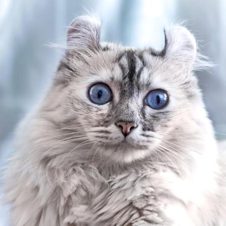 gatto, occhi, animale Eugenesergeev - Dreamstime