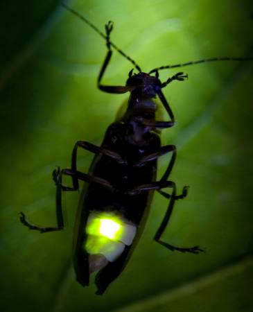 insetto, animale, selvatico, piccolo, foglia, verde Fireflyphoto - Dreamstime