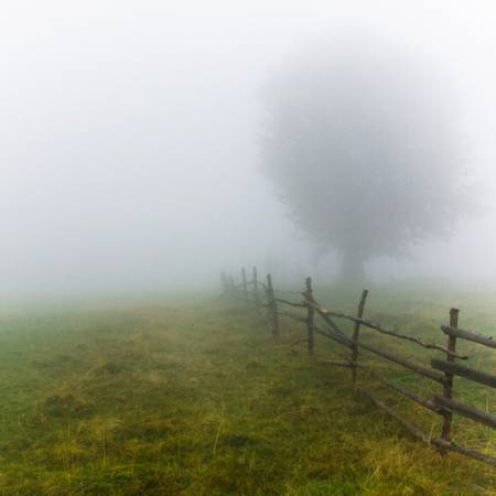 nebbia, campo, albero, recinzione, verde, erba Andrei Calangiu - Dreamstime