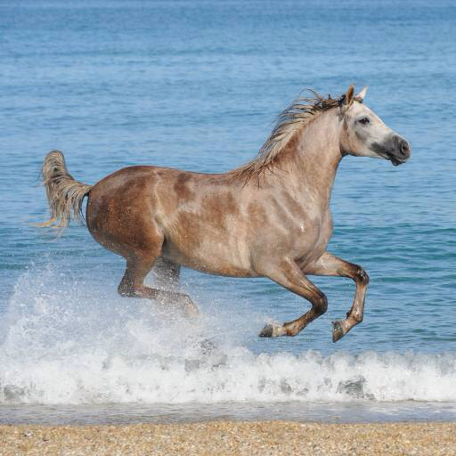 cavallo, acqua, mare, spiaggia, animale Regatafly