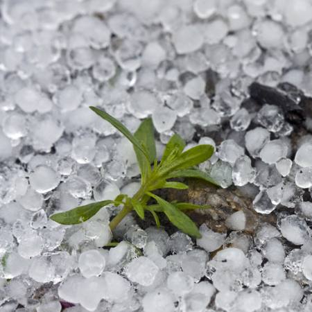perline, ghiaccio, pioggia, fiore, verde, pianta Dantautan - Dreamstime