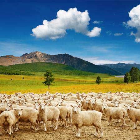 pecora, pecore, natura, montagna, cielo, nuvole, gregge Dmitry Pichugin - Dreamstime