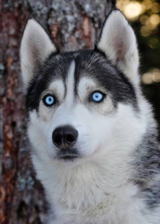 del cane, gli occhi, blu, animale Mikael Damkier - Dreamstime