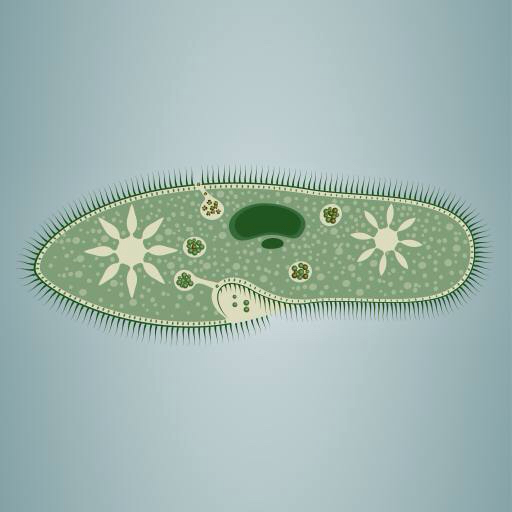 impronta, alghe, verde, stella, microscopico, tessuto Vladimir Zadvinskii (Vladimiraz)