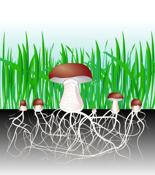 verde, erba, fungo, funghi, cibo, mangiare Designua