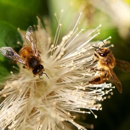 api, natura, ape, Polen, fiore Sheryl Caston - Dreamstime