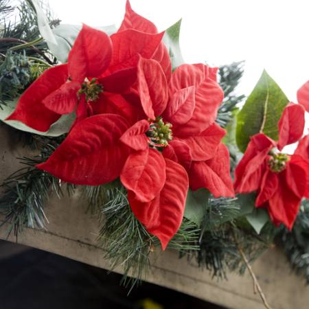 stelle di Natale, fiore, rosso, giardino, piante, Natale Jose Gil - Dreamstime