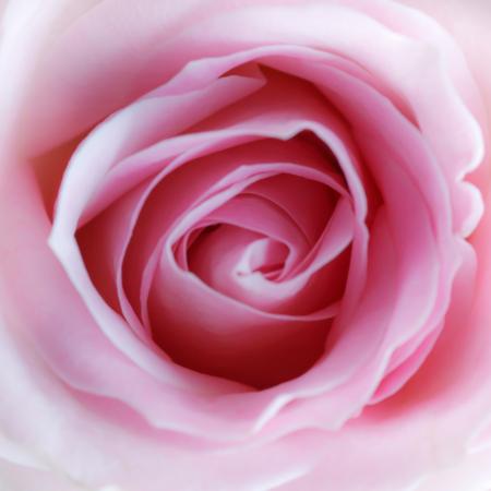 fiore, rosa Misterlez - Dreamstime
