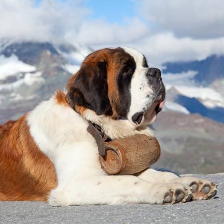 del cane, canna, montagna Swisshippo - Dreamstime