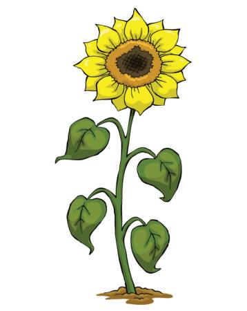 giallo, crescere, fiore, verde, pianta Dedmazay - Dreamstime
