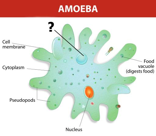 un'ameba, nucleo, cibo, cellula, cellulare Designua