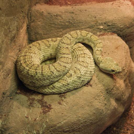 serpente, animale, selvatico, roccia, rocce John Lepinski (Acronym)