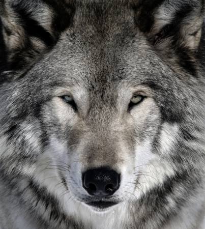 lupo, animale, selvatico, cane Alain - Dreamstime