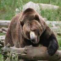Pixwords L`immagine con orso, animale, selvatico Richard Parsons - Dreamstime