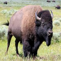 Pixwords L`immagine con bisonte, animale, verde, bufali, campo Alptraum - Dreamstime