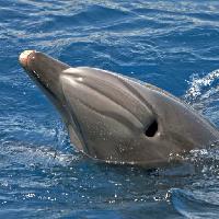 Pixwords L`immagine con mare, animale, delfino, balena Avslt71