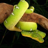 serpente, selvatico, fauna, ramo, verde Johnbell - Dreamstime