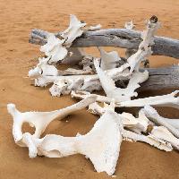 Pixwords L`immagine con le ossa, sabbia, spiaggia, ramo Zwawol