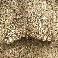 Pixwords L`immagine con farfalla, insetto, albero, corteccia Wilm Ihlenfeld - Dreamstime