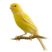 Pixwords L`immagine con uccello, giallo Isselee - Dreamstime