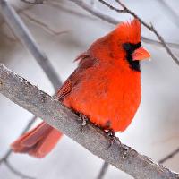 Pixwords L`immagine con uccello, rosso, animale, selvatico (Markwatts104)