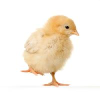 Pixwords L`immagine con pollo, animale, uovo, giallo Isselee - Dreamstime