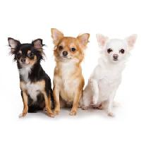 Pixwords L`immagine con cani, cane, tre, animale, animali Anna Utekhina - Dreamstime