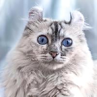 gatto, occhi, animale Eugenesergeev - Dreamstime