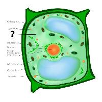 cellula, cellulare, verde, arancione, cloroplasto, nucleos, vacuolo Designua
