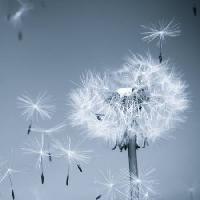 Pixwords L`immagine con fiore, mosca, blu, cielo, semi Mouton1980 - Dreamstime
