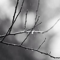 Pixwords L`immagine con ramo, albero, nero, bianco, pioggia, acqua Mtoumbev