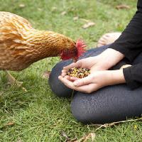 Pixwords L`immagine con di pollo, le mani, mangiare, cibo, erba, verde Gillian08 - Dreamstime