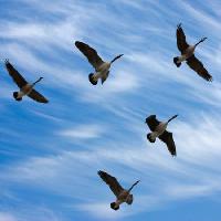 Pixwords L`immagine con uccelli, cielo, volare, nubi Scol22 - Dreamstime