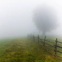 Pixwords L`immagine con nebbia, campo, albero, recinzione, verde, erba Andrei Calangiu - Dreamstime