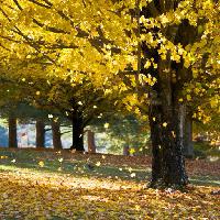 albero, autunno, foglie, giallo Daveallenphoto