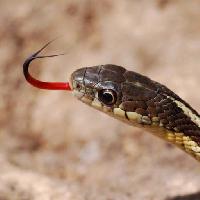 Pixwords L`immagine con serpente, animale, selvatico Gerald Deboer (Jerryd)
