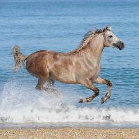 cavallo, acqua, mare, spiaggia, animale Regatafly