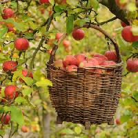 Pixwords L`immagine con mele, cestino, albero Petr  Cihak - Dreamstime