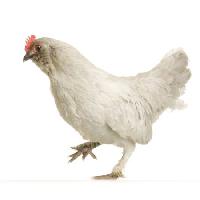 Pixwords L`immagine con di pollo, a piedi, animali Isselee - Dreamstime