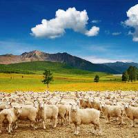 Pixwords L`immagine con pecora, pecore, natura, montagna, cielo, nuvole, gregge Dmitry Pichugin - Dreamstime