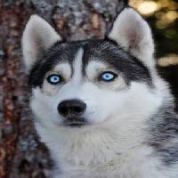 Pixwords L`immagine con del cane, gli occhi, blu, animale Mikael Damkier - Dreamstime
