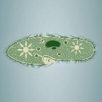 impronta, alghe, verde, stella, microscopico, tessuto Vladimir Zadvinskii (Vladimiraz)