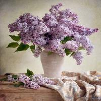 Pixwords L`immagine con fiori, vaso, viola, tavolo, stoffa Jolanta Brigere - Dreamstime